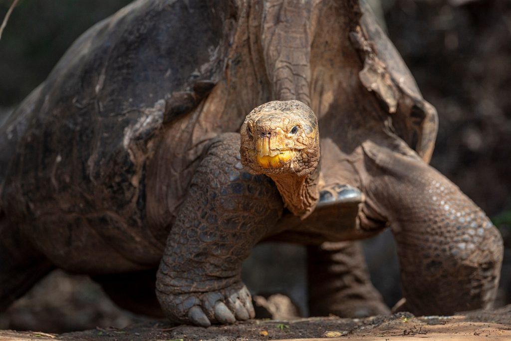 la tortuga de tierra más grande del mundo