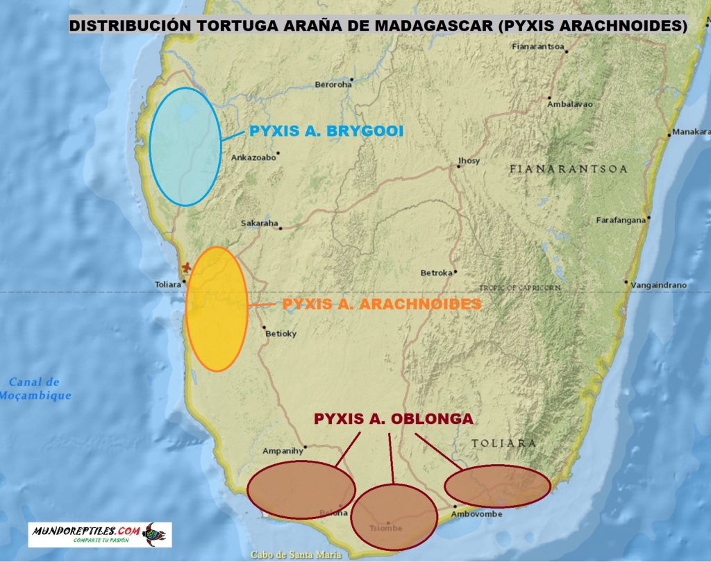 mapa distribución tortuga araña de madagascar o pyxis arachnoides