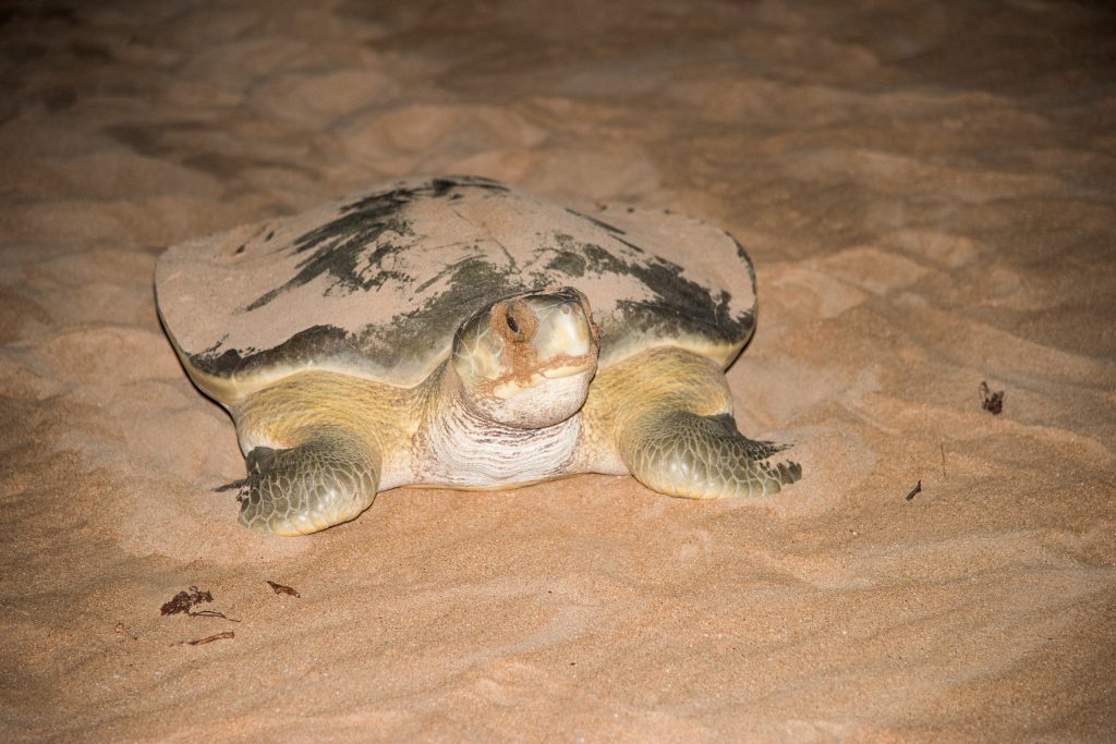 tortuga plana o natator depressus