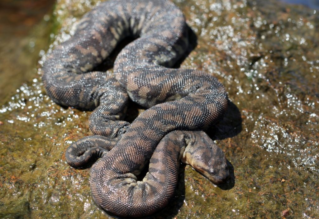 Serpiente amarilla de Arafura o Acrochordus arafurae