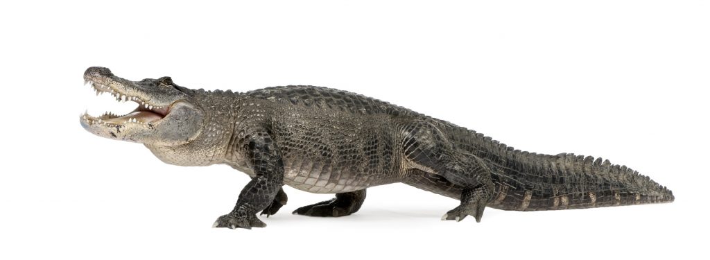 ejemplar adulto de caimán de Florida o Alligator mississippiensis