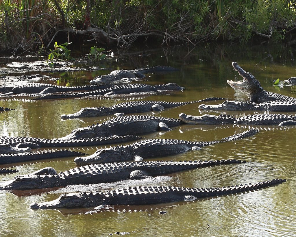 grupo de caimanes americanos o Alligator mississippiensis