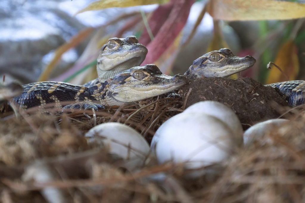 Crias y huevos de aligátor americano 
 o Alligator mississippiensis