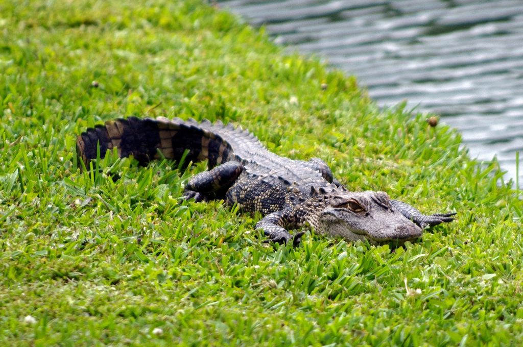 Aligátor americano o Alligator mississippiensis en la orilla de un rio