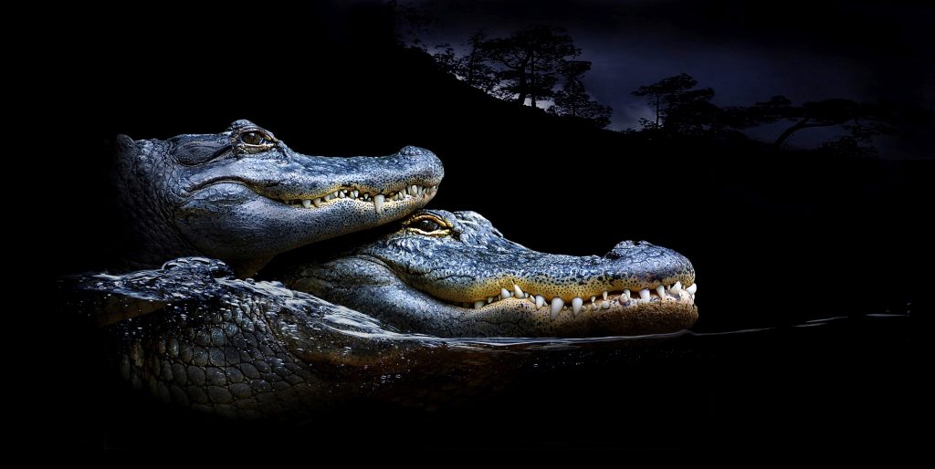 Dos caimanes en la noche, aligátor americano o Alligator mississippiensis