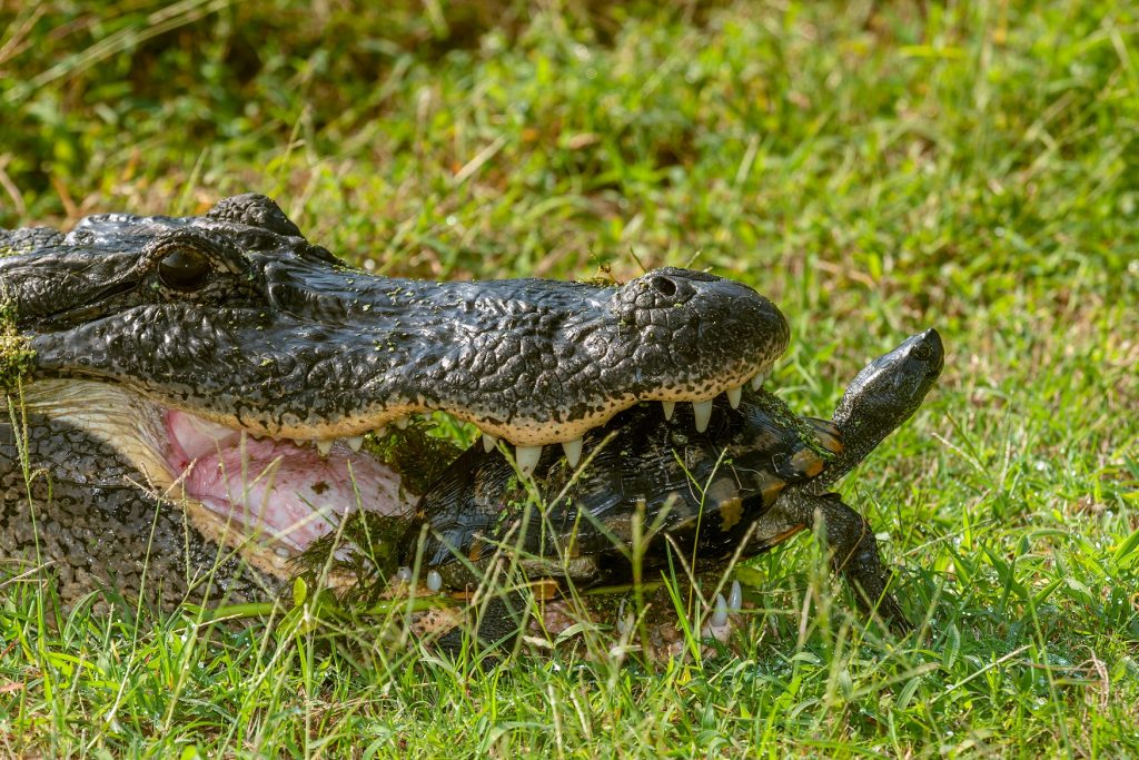 caiman americano comiendo una tortuga