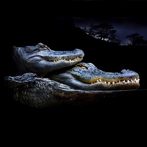 Aligátor americano (Alligator mississippiensis)