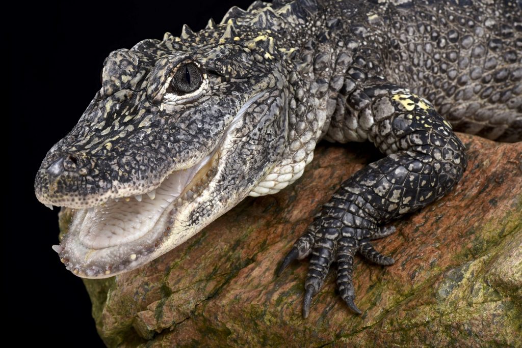 Aligátor o caiman chino Alligator sinensis