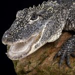 Aligátor o caimán chino (Alligator sinensis)