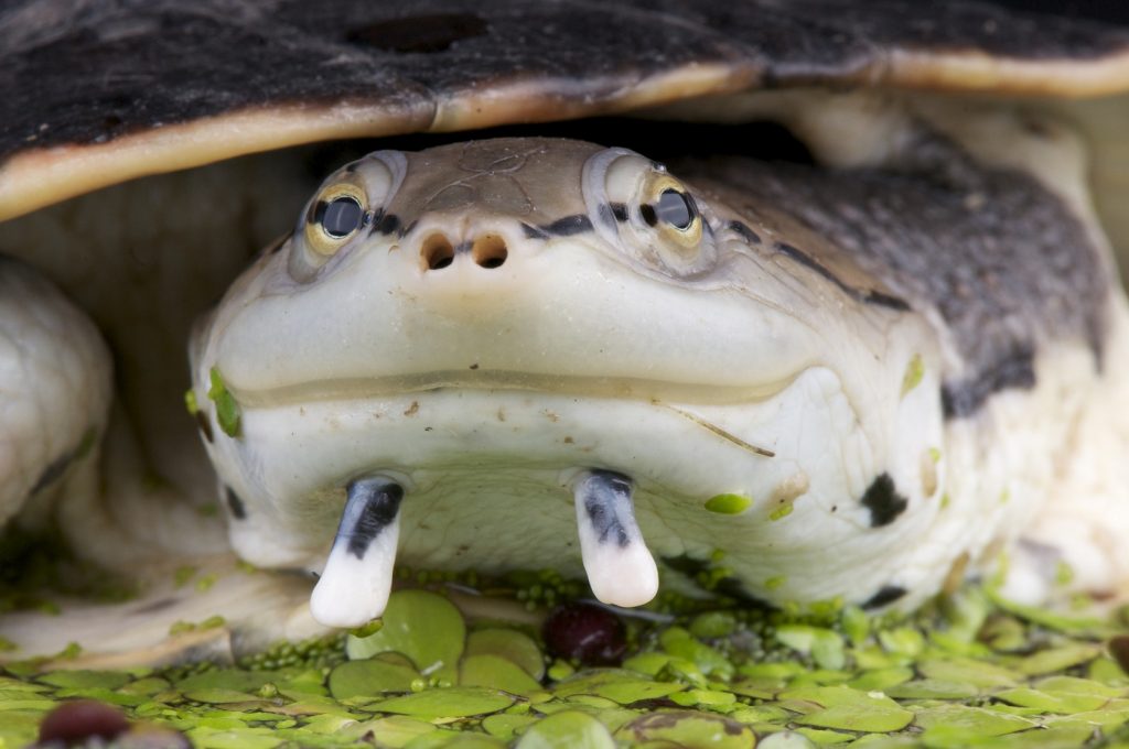 Detalle de la cabeza de la tortuga campanita o Phrynops hilarii