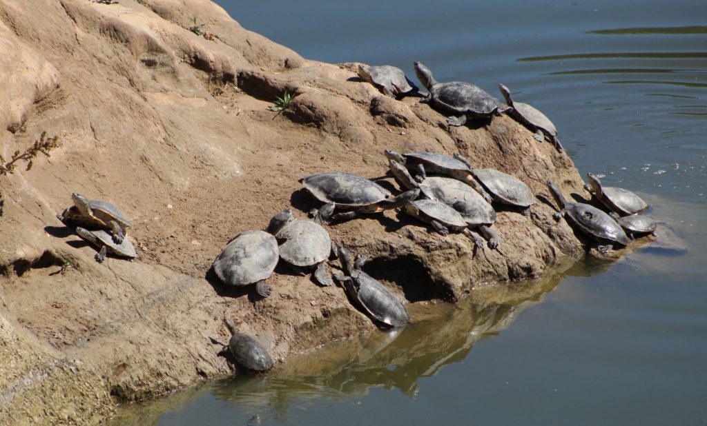 grupo de Phrynops hilarii en estado salvaje