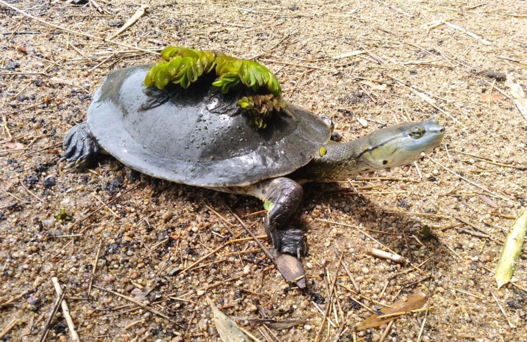 La Phrynops hilarii sale a tomar el sol