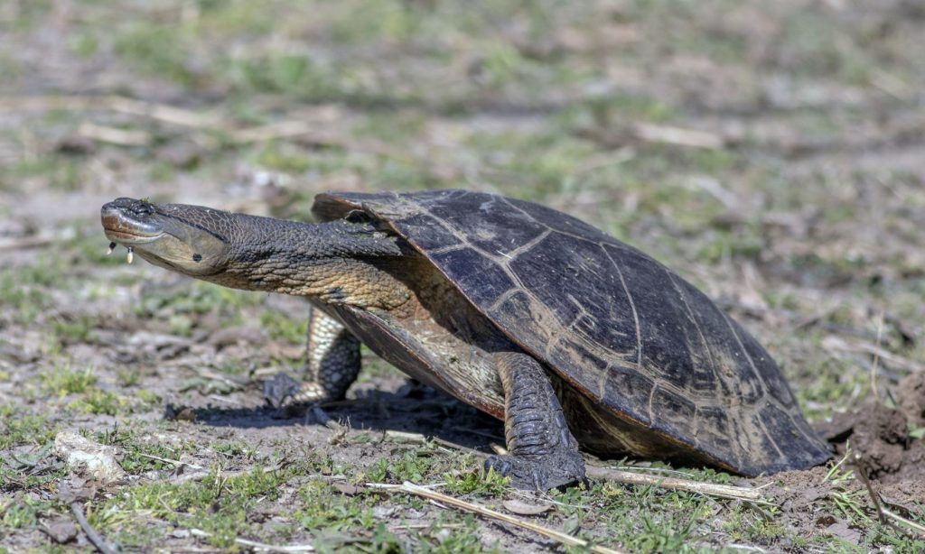 tortuga cabeza de sapo de Hilaire poniendo huevos