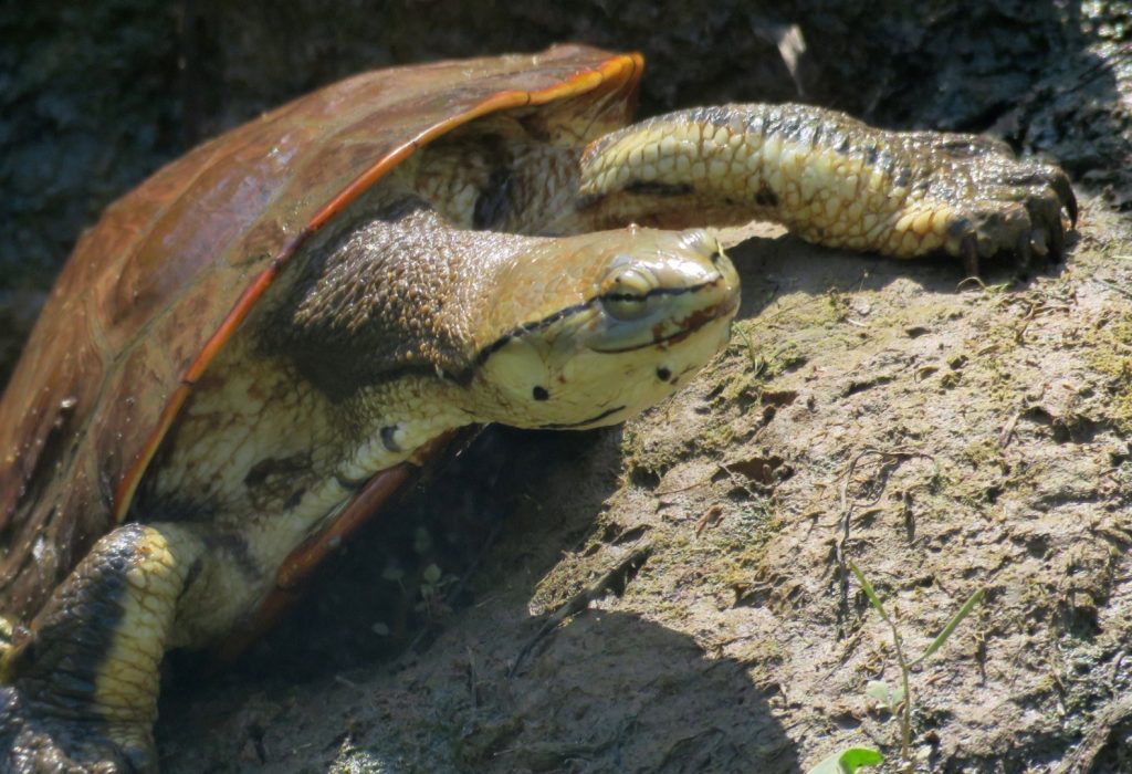 tortuga sudamericana de arroyo