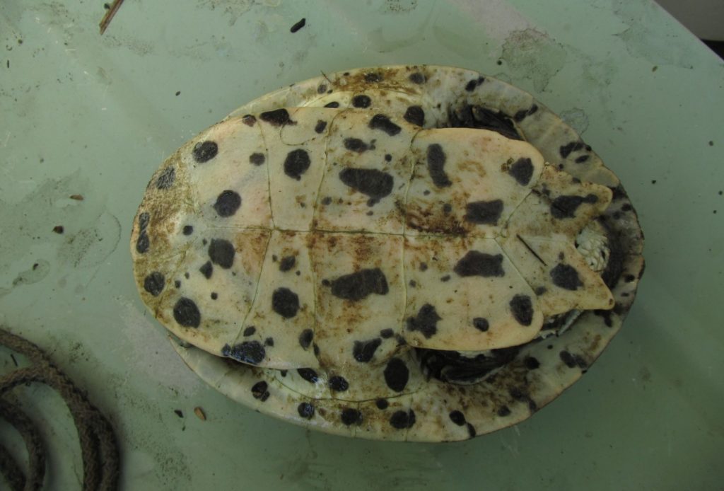 Plastrón de la tortuga sudamericana de arroyo o Phrynops hilarii
