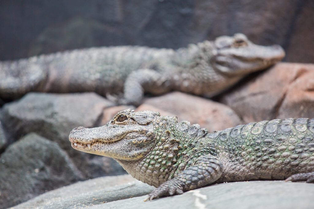 Alligator sinensis