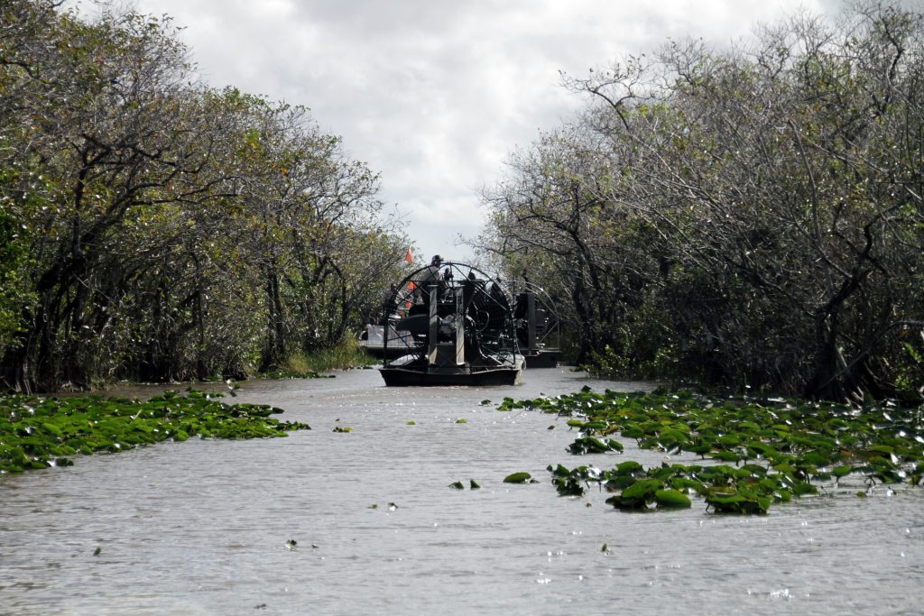 habitát caimán del mississippi en Everglades