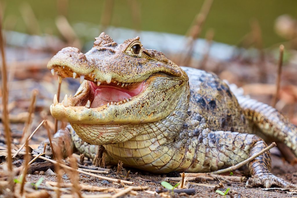 caiman de anteojo blanco baba cachirre