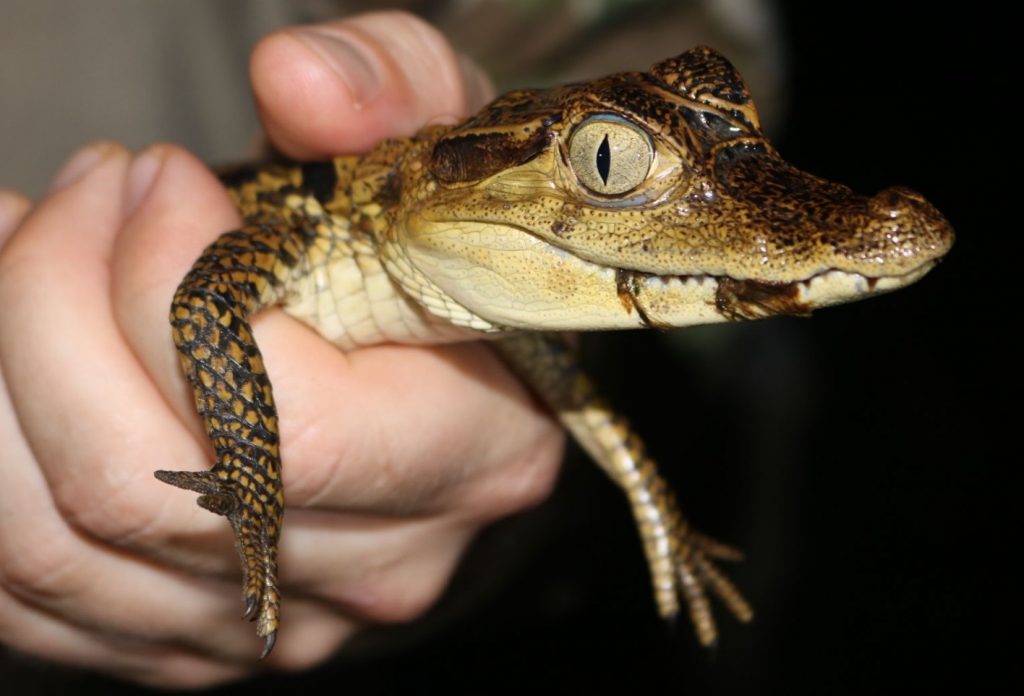 bebe de caimán de anteojos