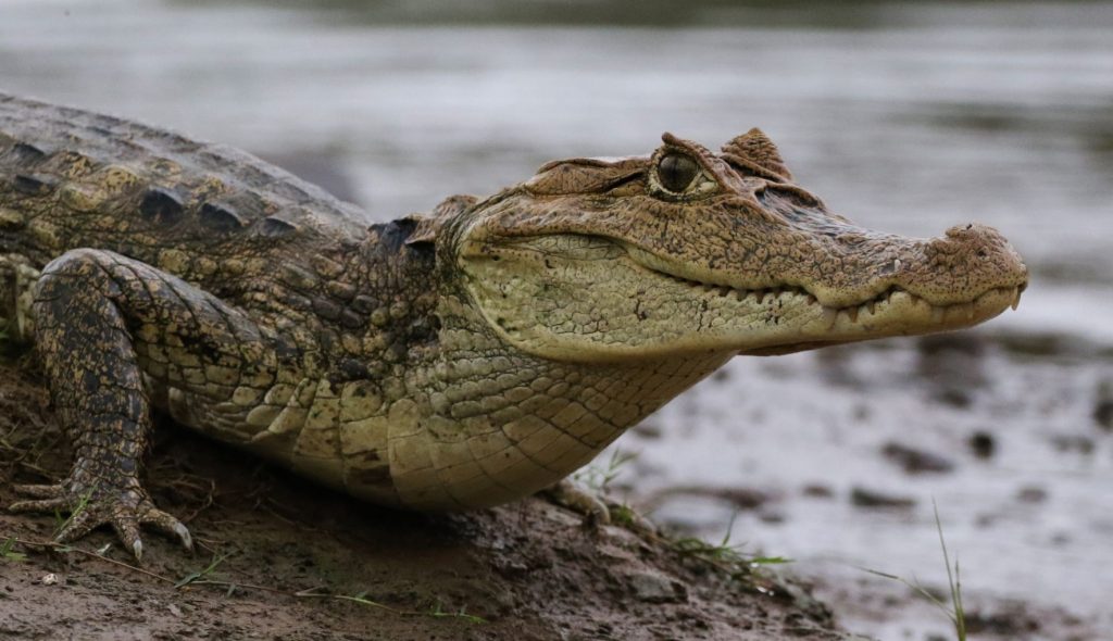 caimán crocodilus anteojos baba