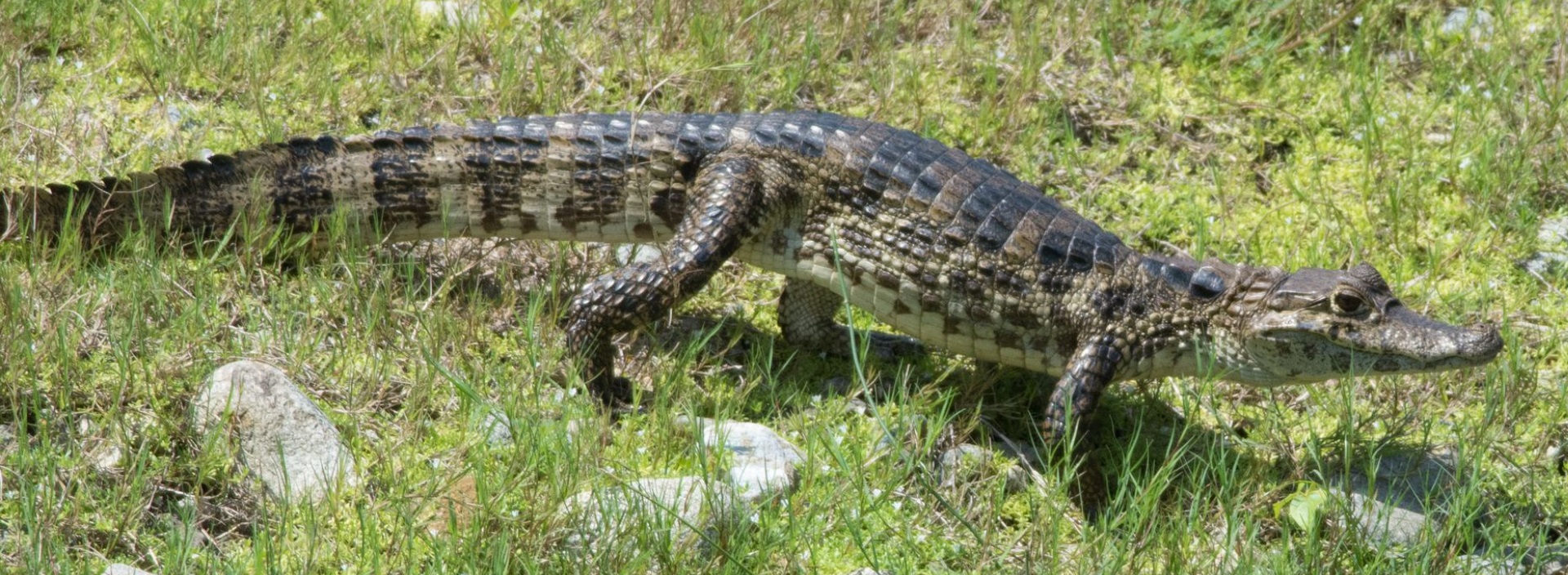 CAIMÁN DE ANTEOJOS 】- Caiman crocodilus. Ven a conocerlo