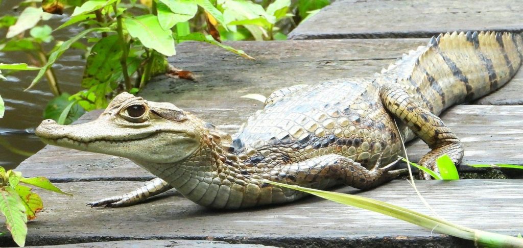 caiman crocodilus baba cachirre