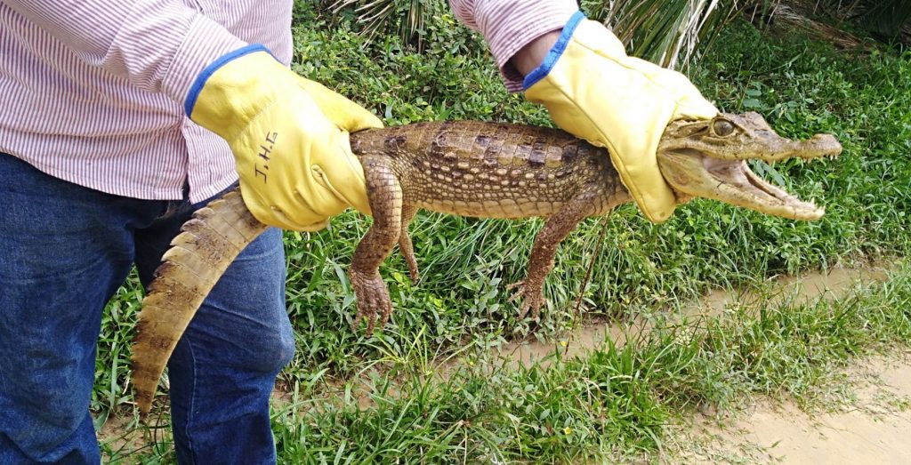 ejemplar bebe de caiman cachirre