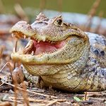 Caimán de anteojos (Caiman crocodilus)