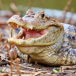 caimán anteojos crocodilus