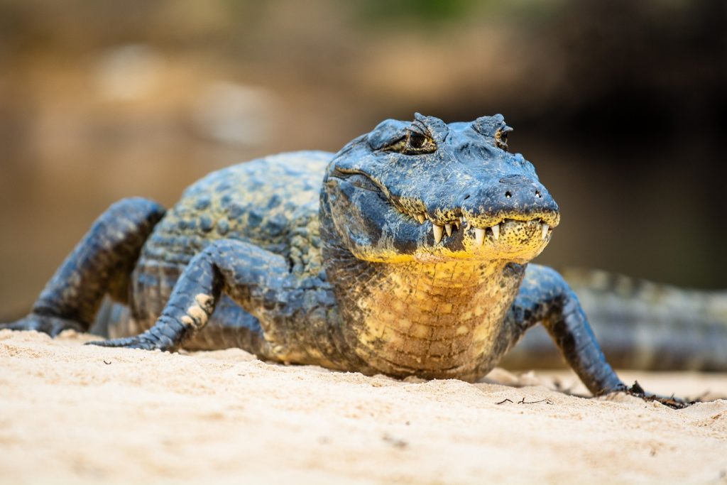 yacaré overo o caiman latirostris