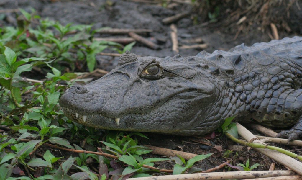 Cabeza del caimán de hocico o morro ancho