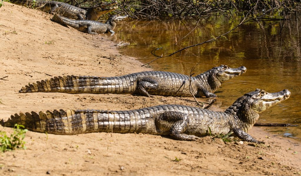 Caimán yacaré en la orilla de un río