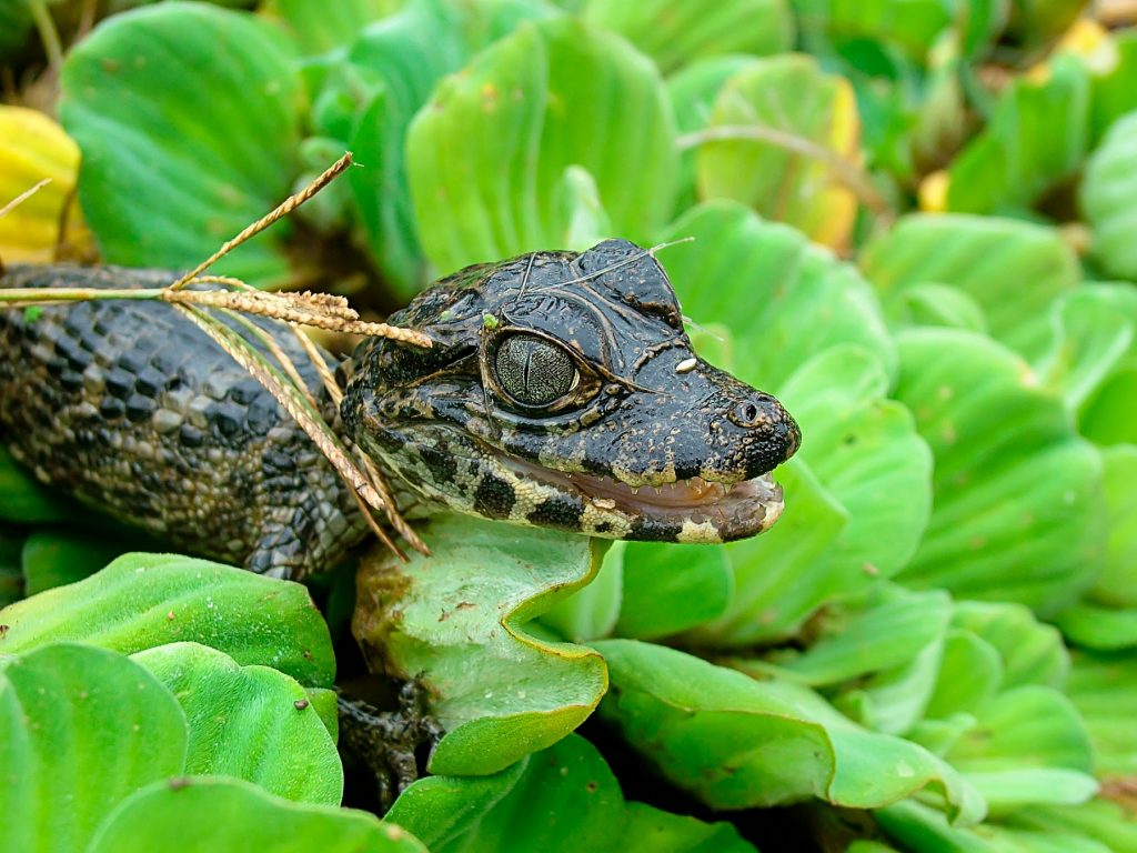 bebe o baby de caiman yacare o caimán negro