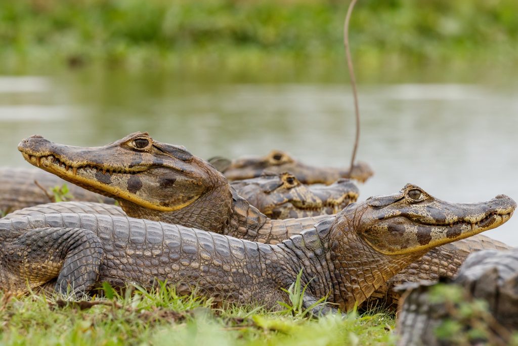 dos caimanes yacares o de hocico angosto