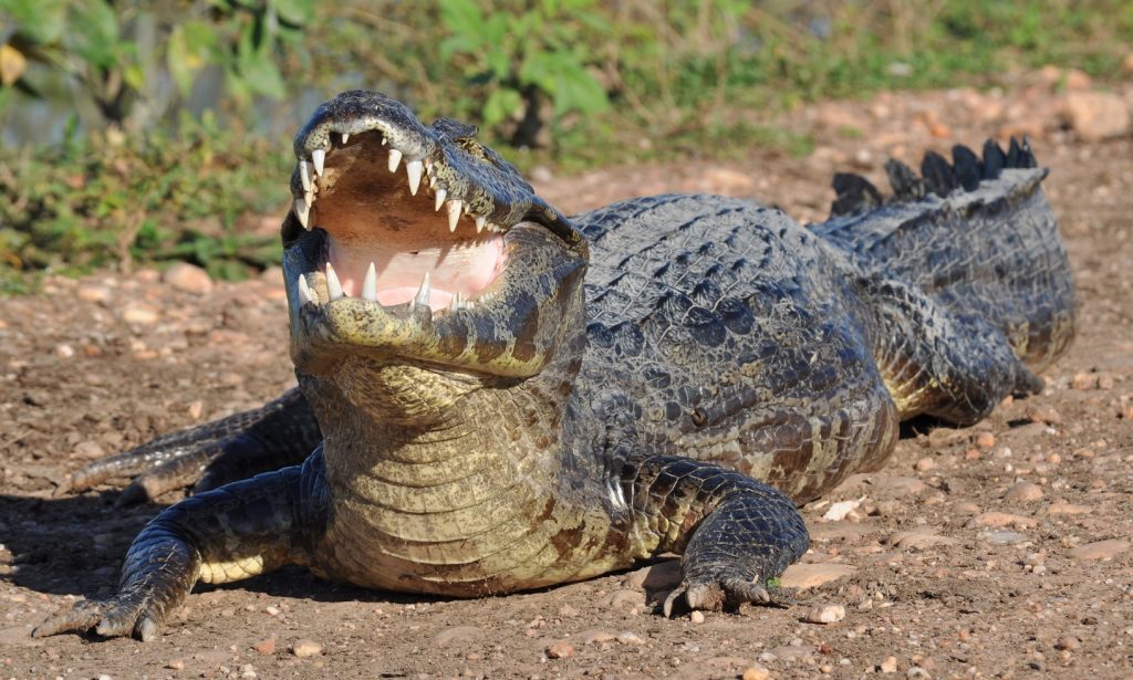 caiman yacare o caimán del Paraguay con la boca abierta