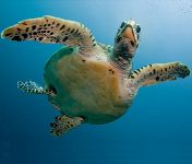 ¿Cómo respiran las tortugas?