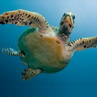 como respiran las tortugas marinas