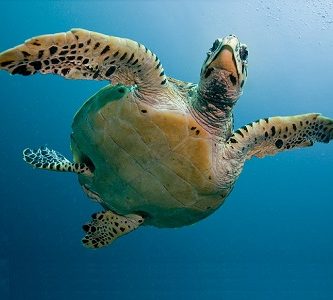 como respiran las tortugas marinas