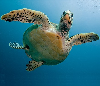 como respiran las tortugas marinas