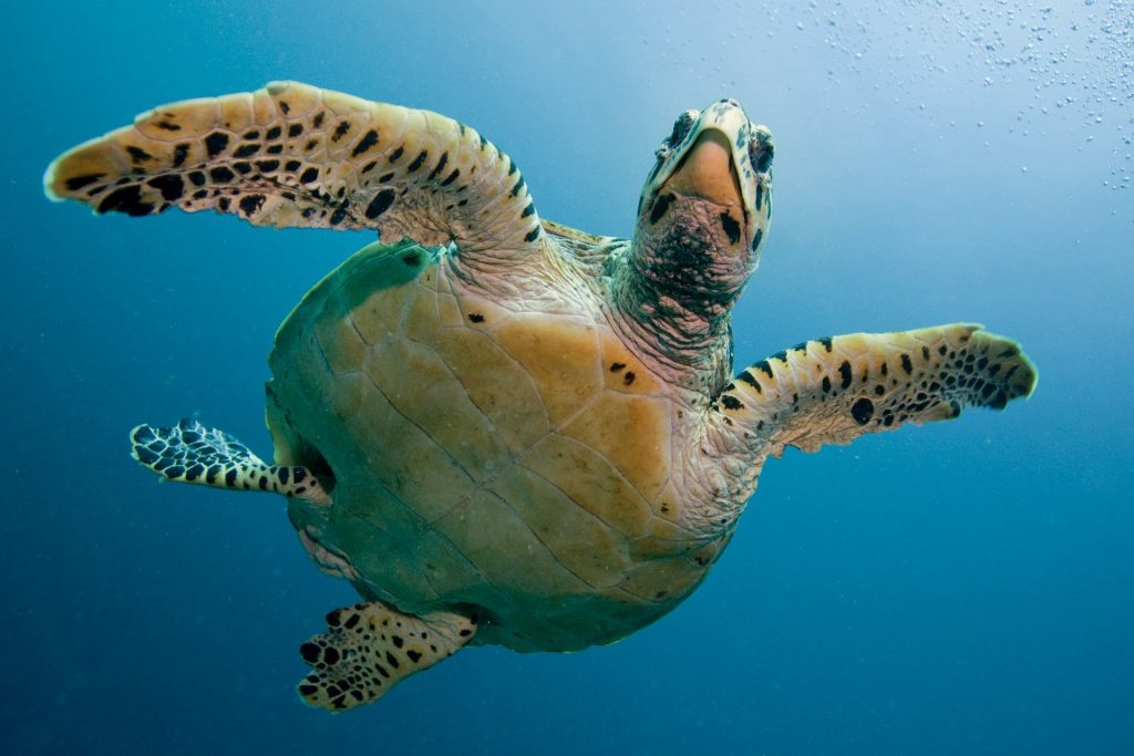 como respiran las tortugas marinas