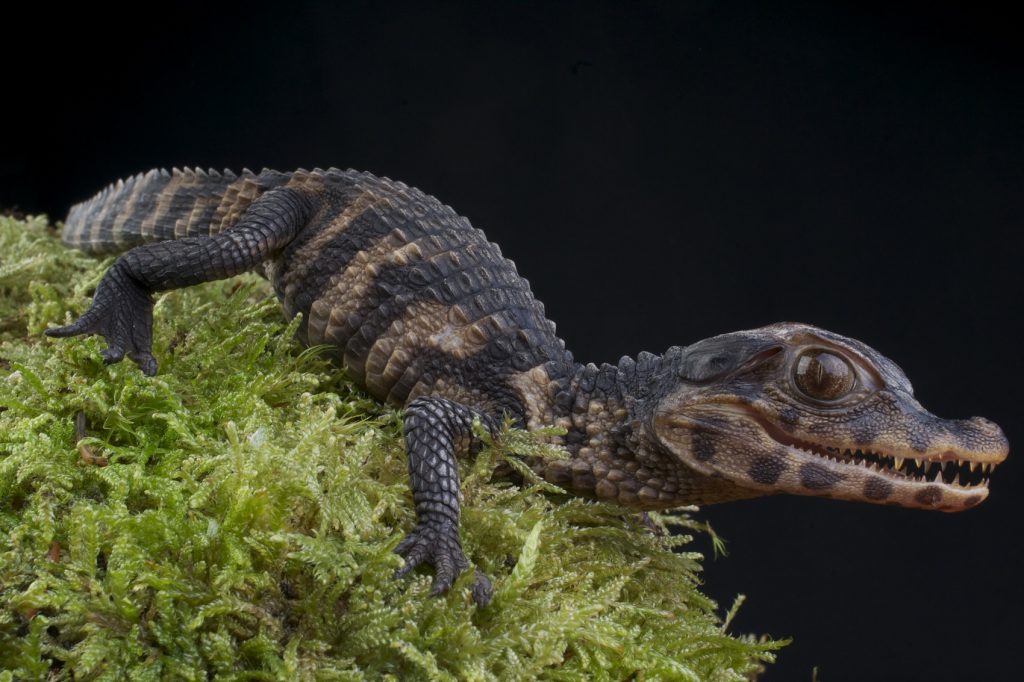 caimán enano de cuvier Paleosuchus palpebrosus