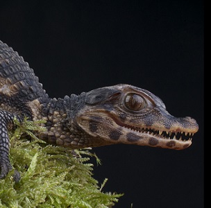 Caimán de Cuvier o yacaré enano (Paleosuchus palpebrosus)