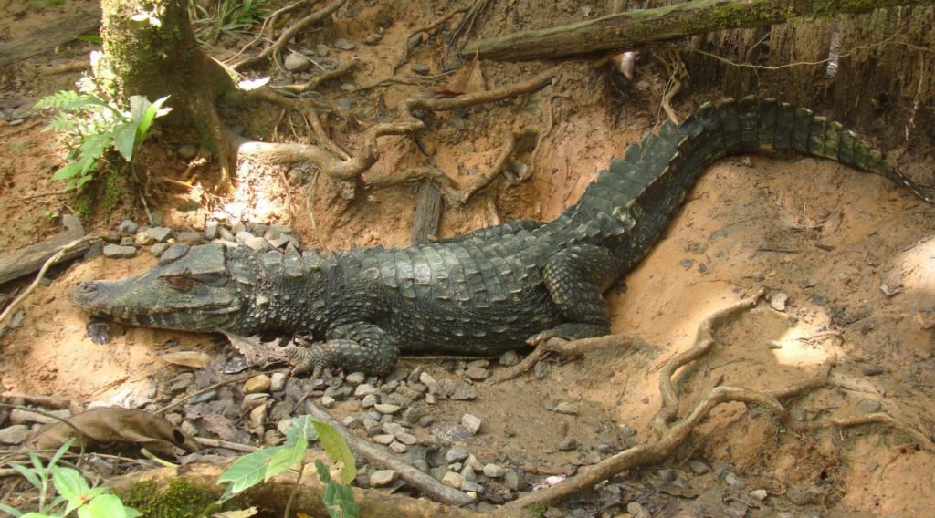 Paleosuchus trigonatus en el bosque