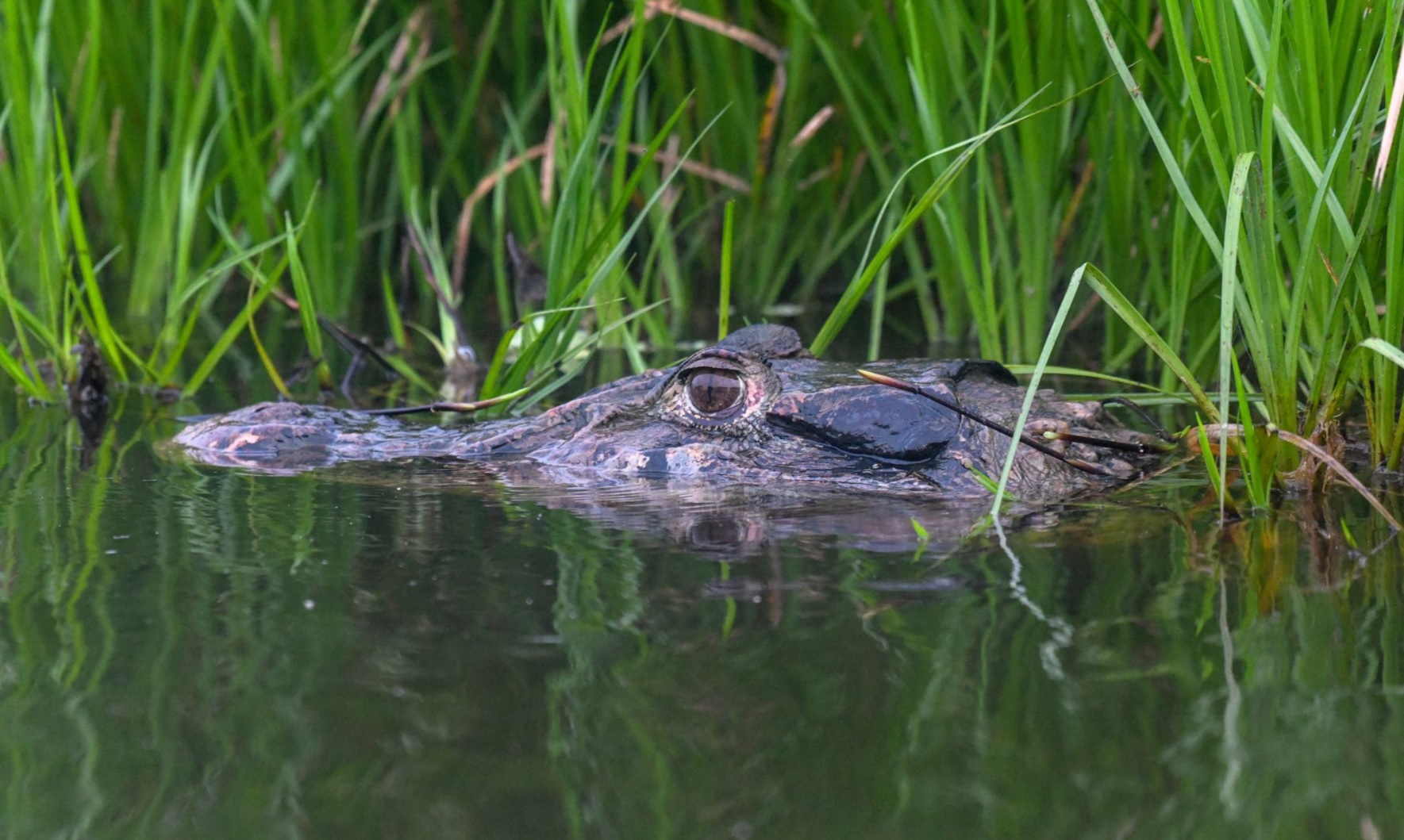 CAIM N NEGRO Melanosuchus Niger Ven A Conocerlo caim-n-negro-melanosuchus-niger-ven-a-conocerlo