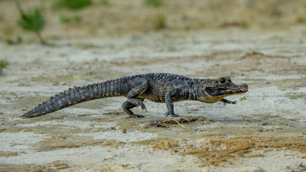 caimán negro o Melanosuchus niger