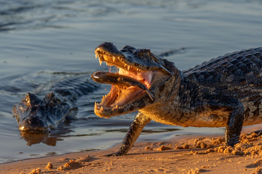 Caimán negro oMelanosuchus niger comiendo