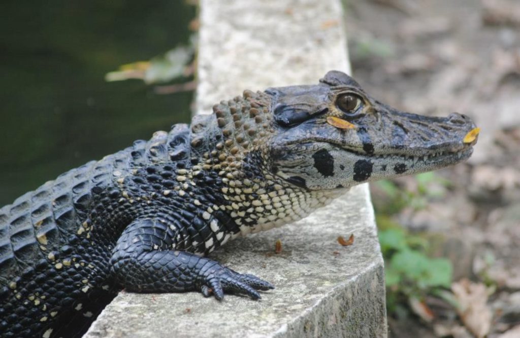 detalle de la cabeza del Melanosuchus niger