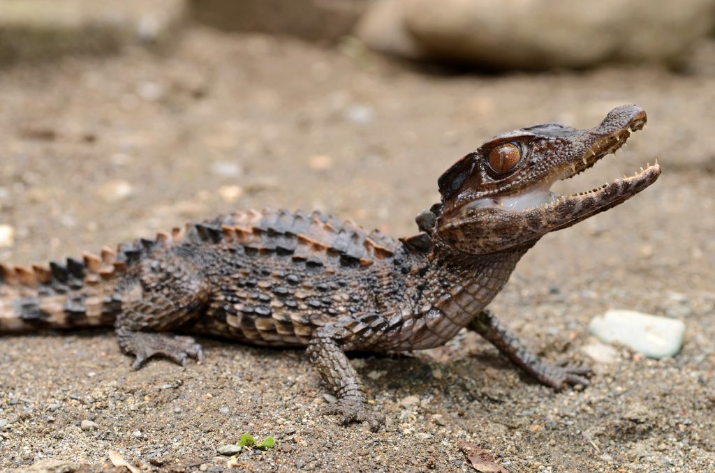 cría joven de Paleosuchus trigonatus