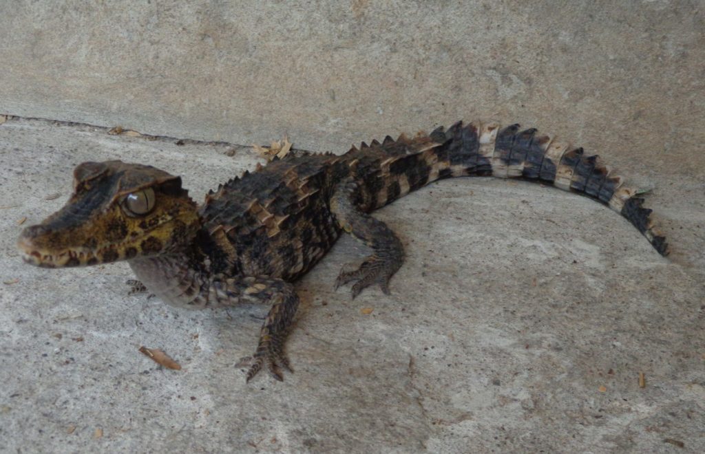 caimán postruso o paleosuchus trigonatus