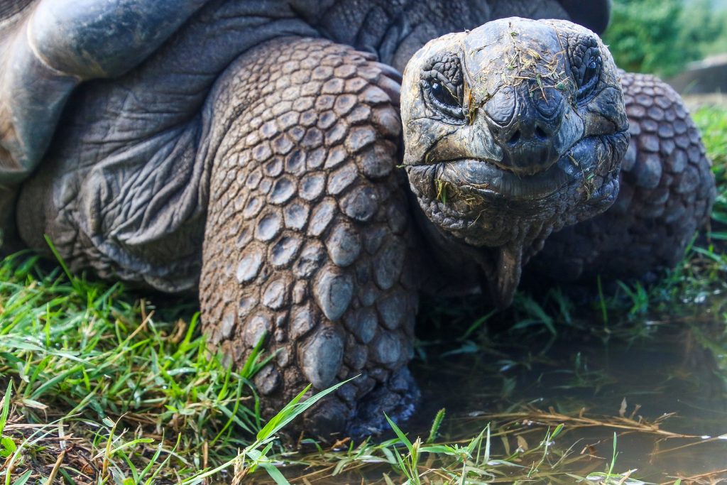 por que las tortugas viven tantos años